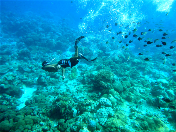 [보홀 / 라메디 디럭스룸] 거북이스노클링+돌핀왓칭 3박5일