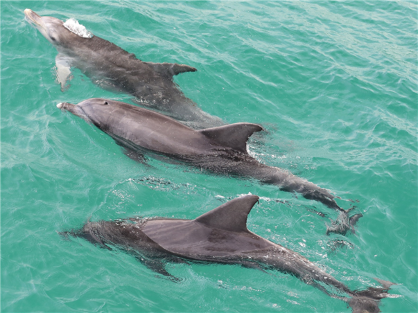 [출발확정] [메가세일] [게릴라특가] [품격] 시드니 일주 6일 (8대특전/5대특식)