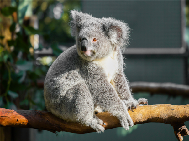 [출발확정] [메가세일] [게릴라특가] [품격] 시드니 일주 6일 (8대특전/5대특식)
