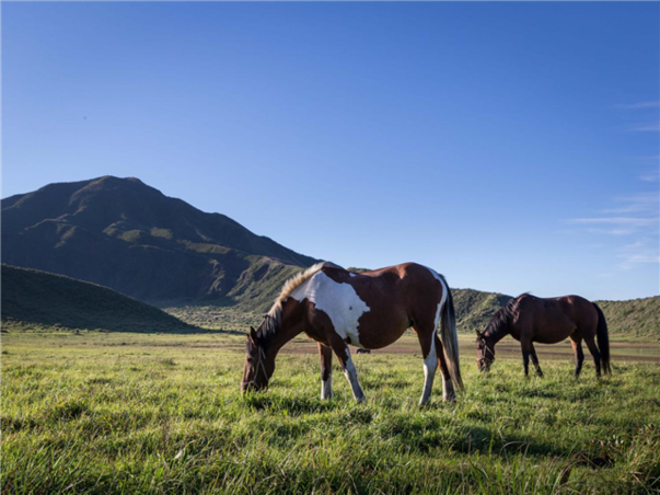 [출발확정][오색단풍, 완벽조합 가을큐슈] 후쿠오카/유후인/벳부/아소 4일 (신상료칸호텔/대게뷔페식/술음료무제한)