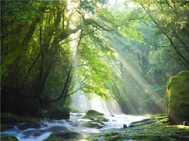 [출발확정][오색단풍, 완벽조합 가을큐슈] 후쿠오카/유후인/벳부/아소 4일 (신상료칸호텔/대게뷔페식/술음료무제한)