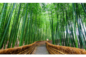 [오카야마 X 대한항공] 오카야마/오사카/교토/나라/히메지 온천 4일 (팁포함/온천2박/3대특식)